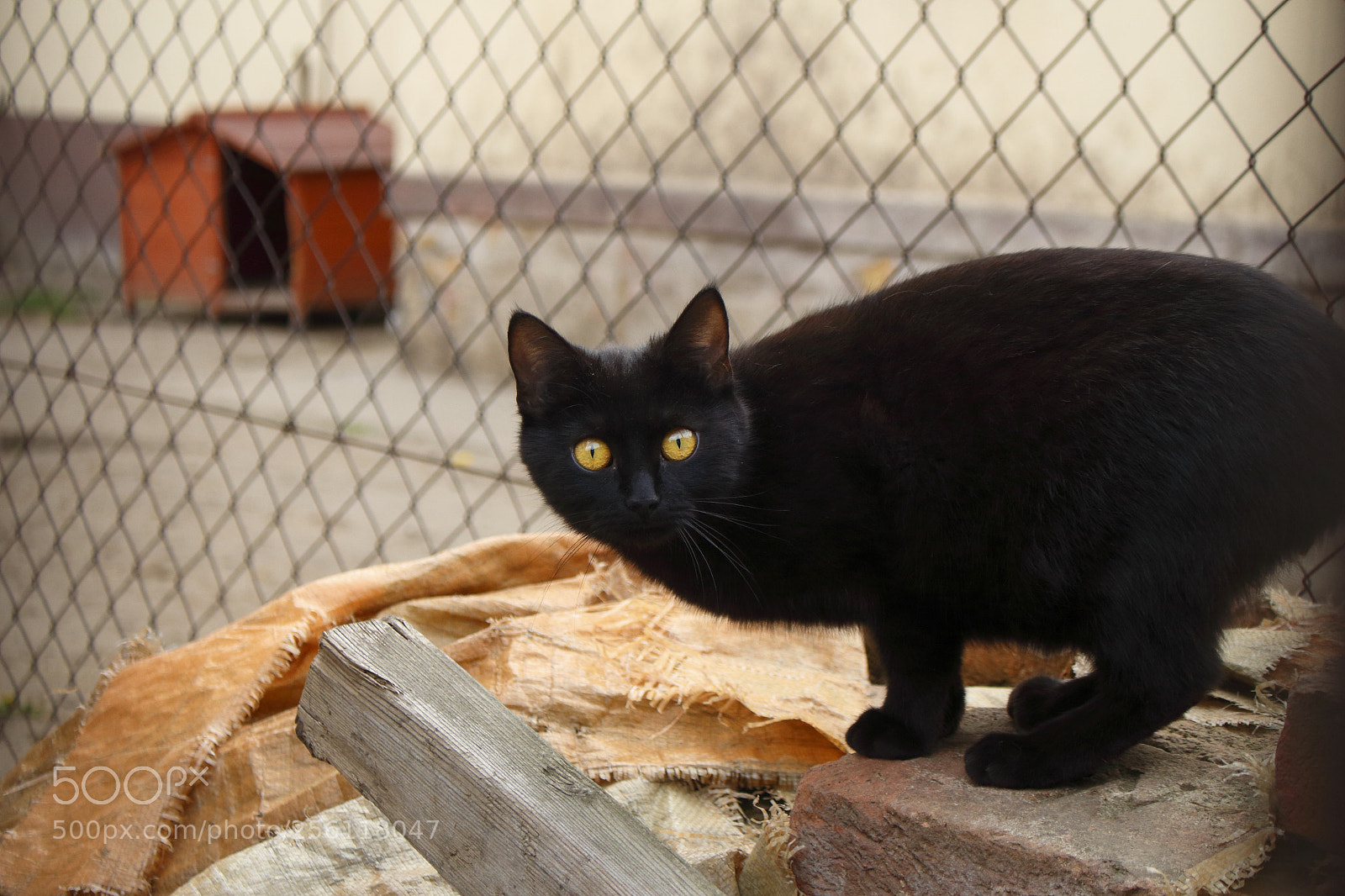Canon EOS 700D (EOS Rebel T5i / EOS Kiss X7i) sample photo. Cat in the street photography