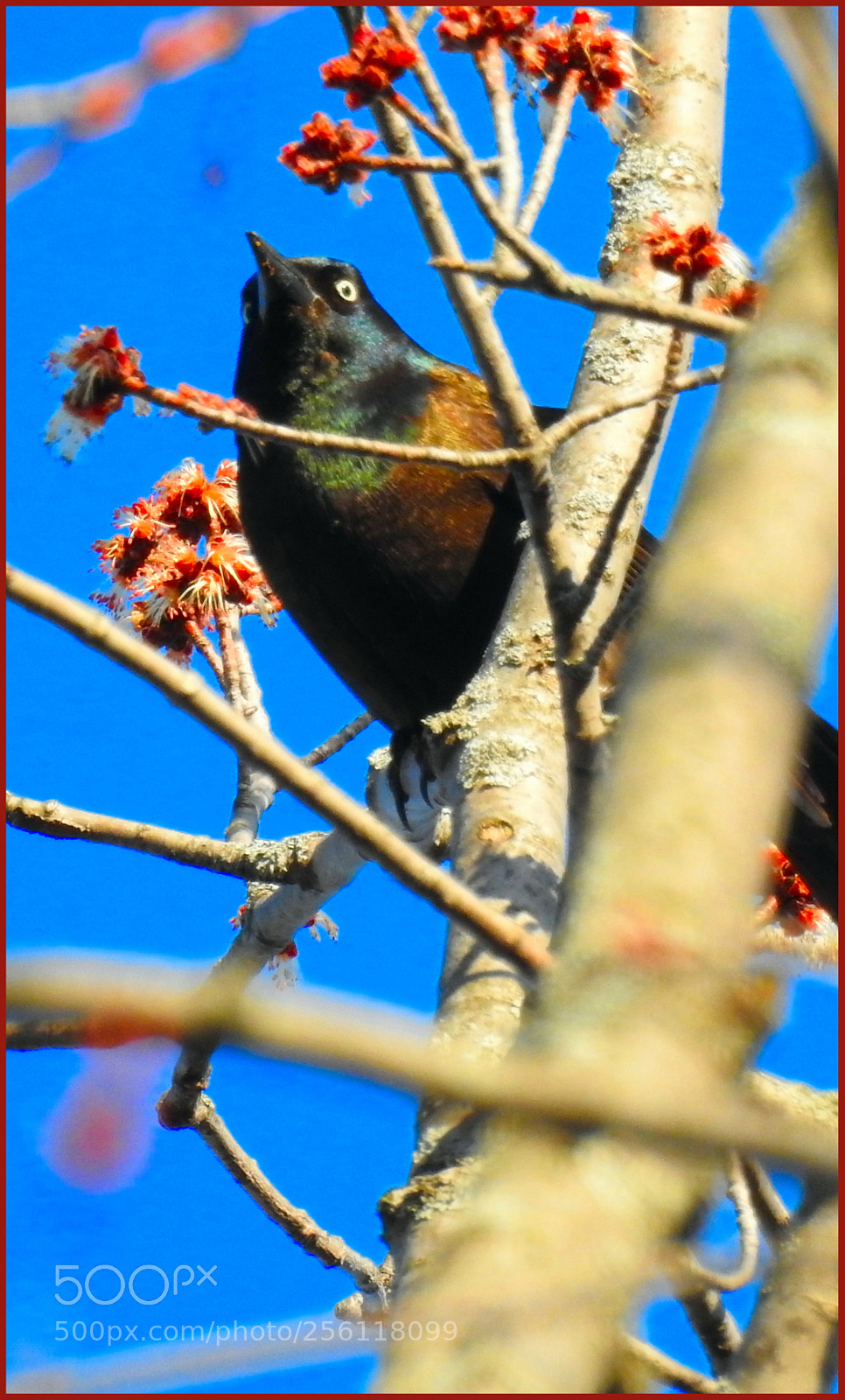 Nikon Coolpix P900 sample photo. Grackle ll photography