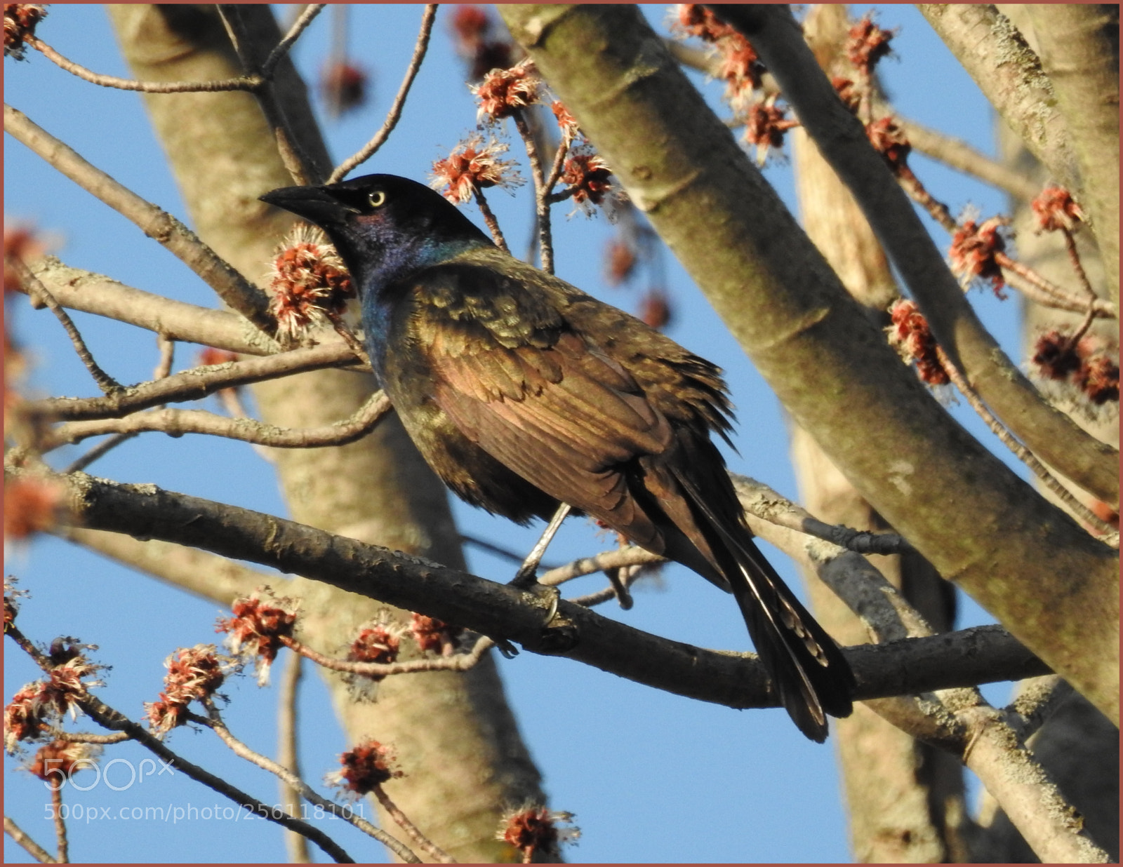 Nikon Coolpix P900 sample photo. Grackle lll photography