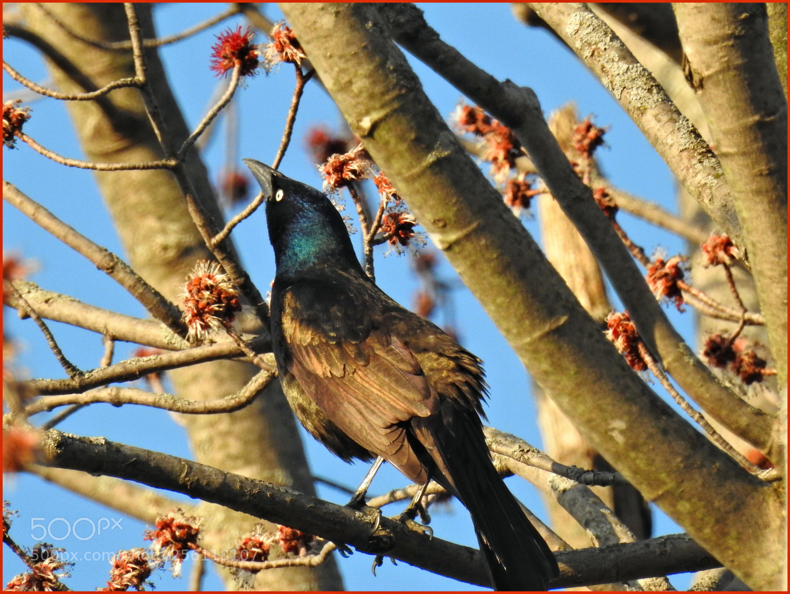 Nikon Coolpix P900 sample photo. Grackle photography