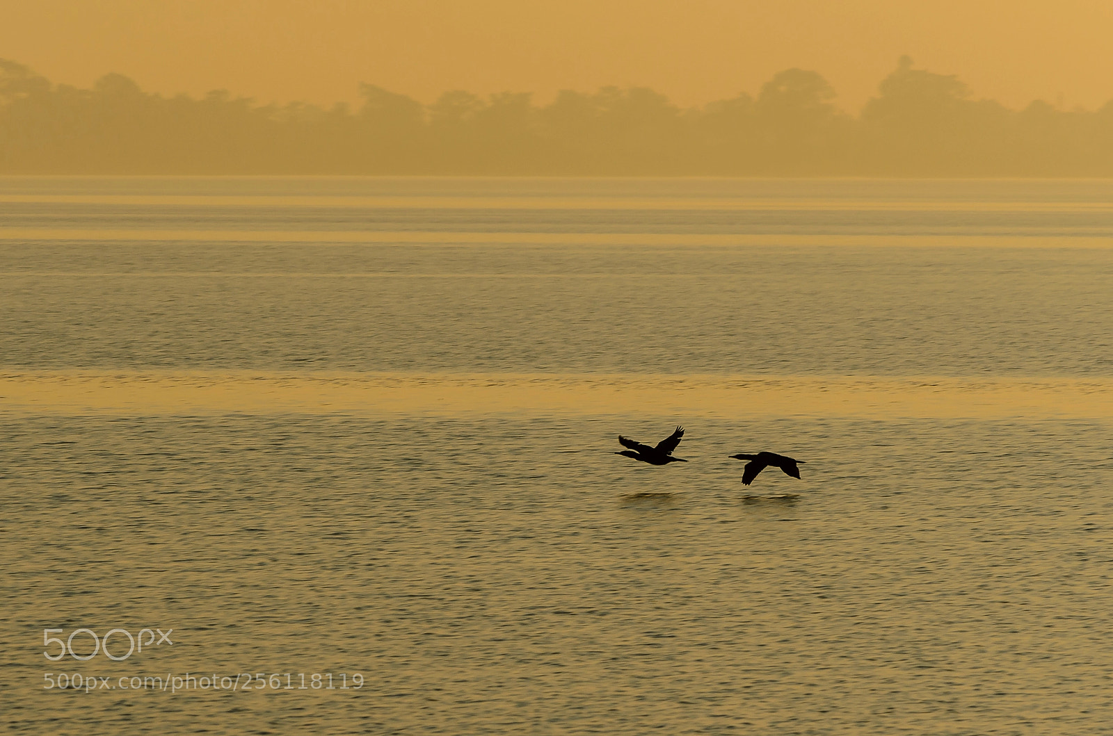 Nikon D5100 sample photo. Two birds photography