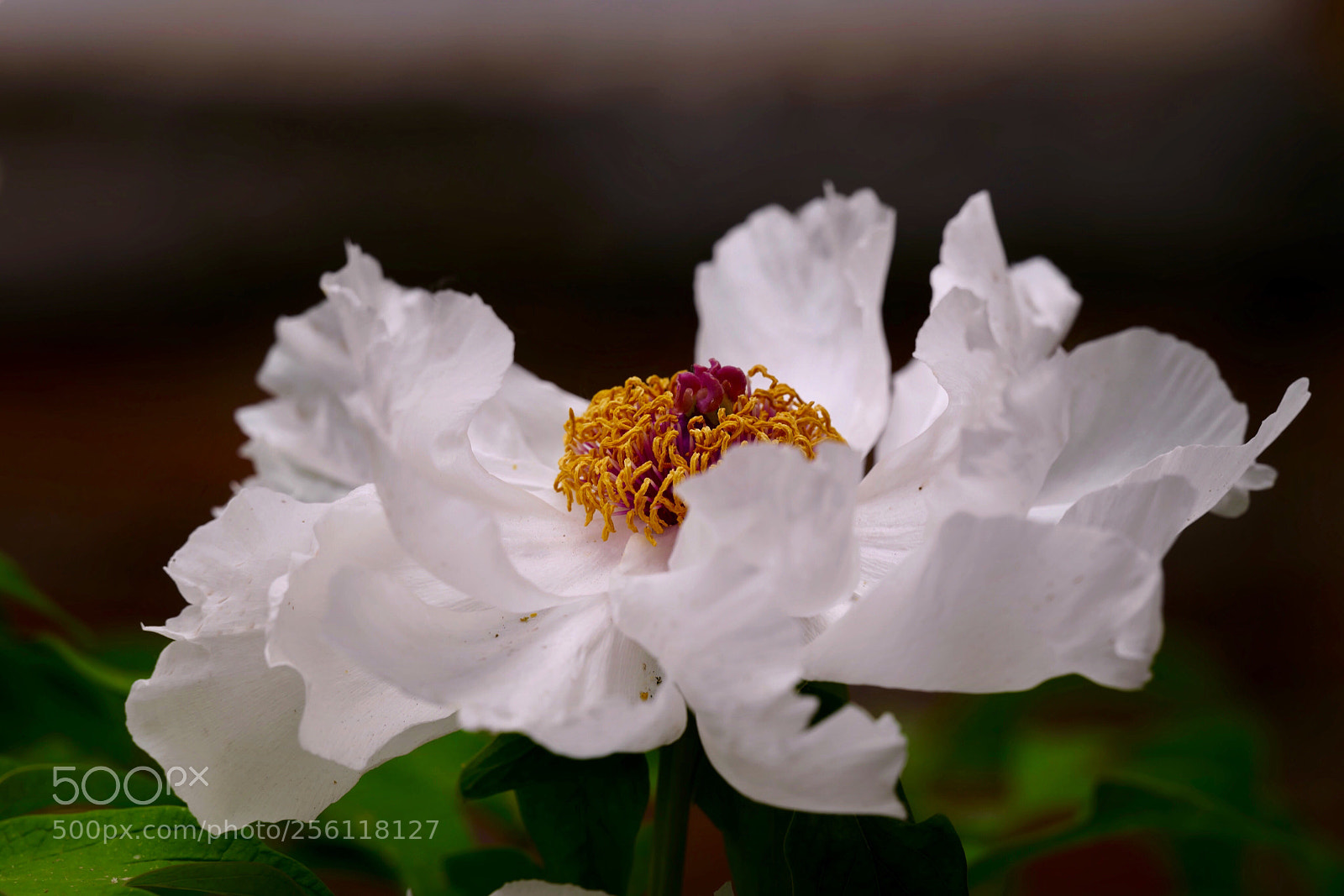 Leica SL (Typ 601) sample photo. Untitled photography