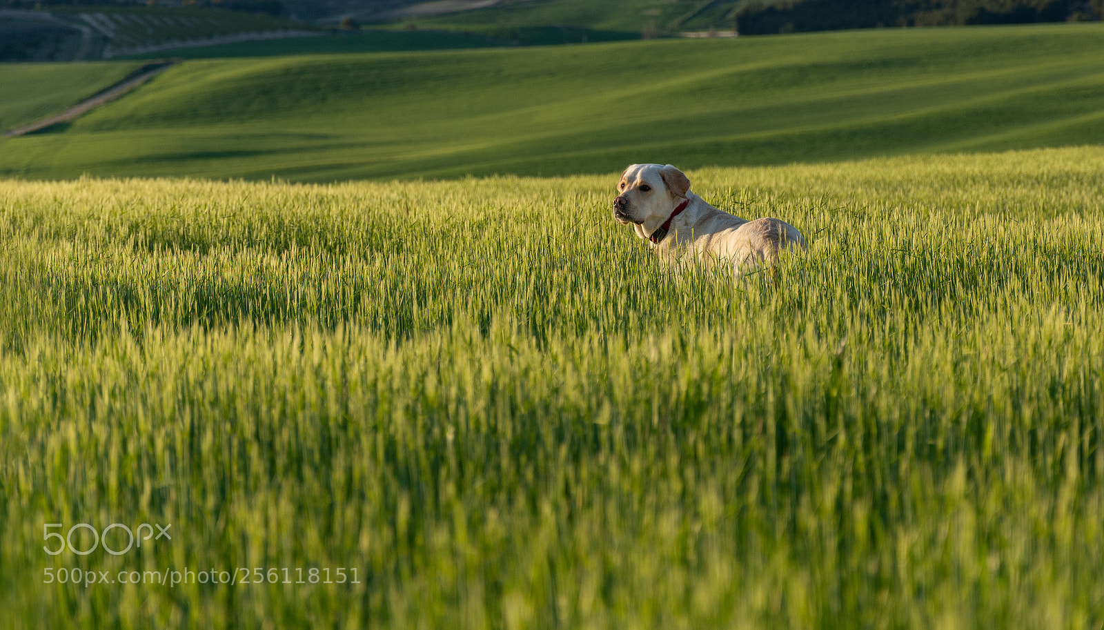 Nikon D7100 sample photo. Watching photography
