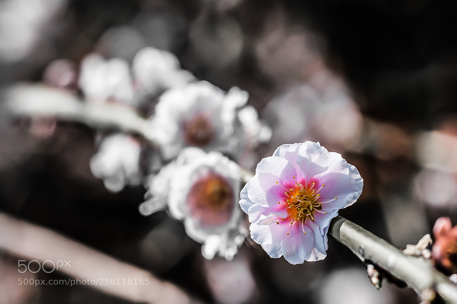 Sony a7R II sample photo. Sakura photography