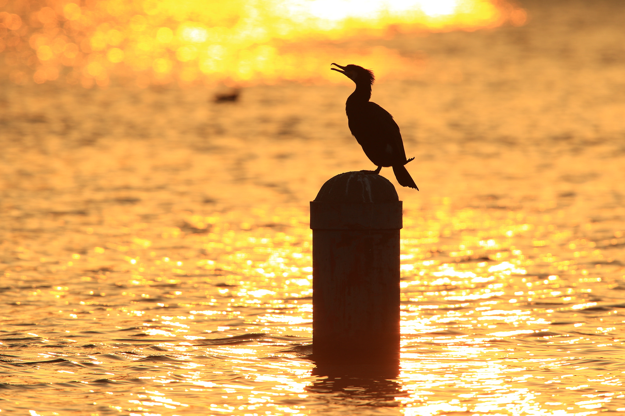 Canon EF 400mm F2.8L IS USM sample photo. Sunset 川鵜 great cormorant photography