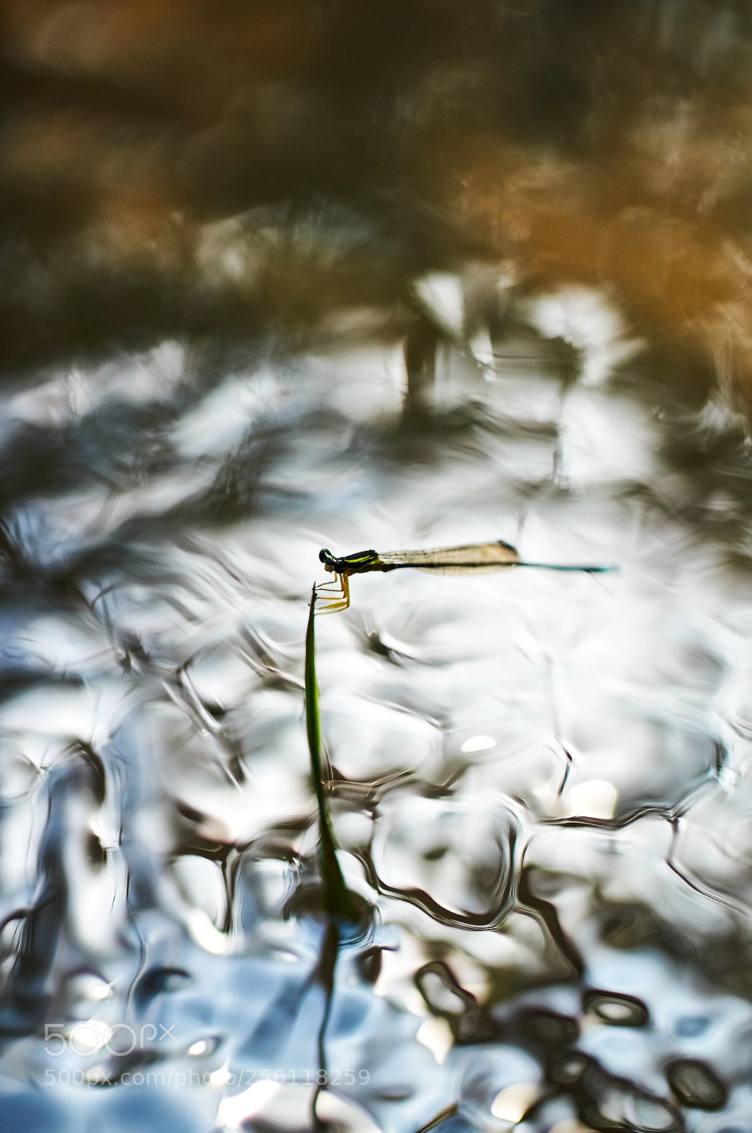 Sony SLT-A57 sample photo. Caenagrion-dsc photography