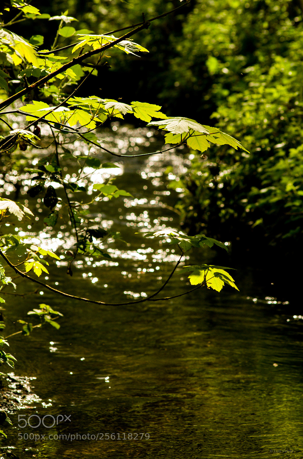 Pentax K-30 sample photo. Morning sunlight photography