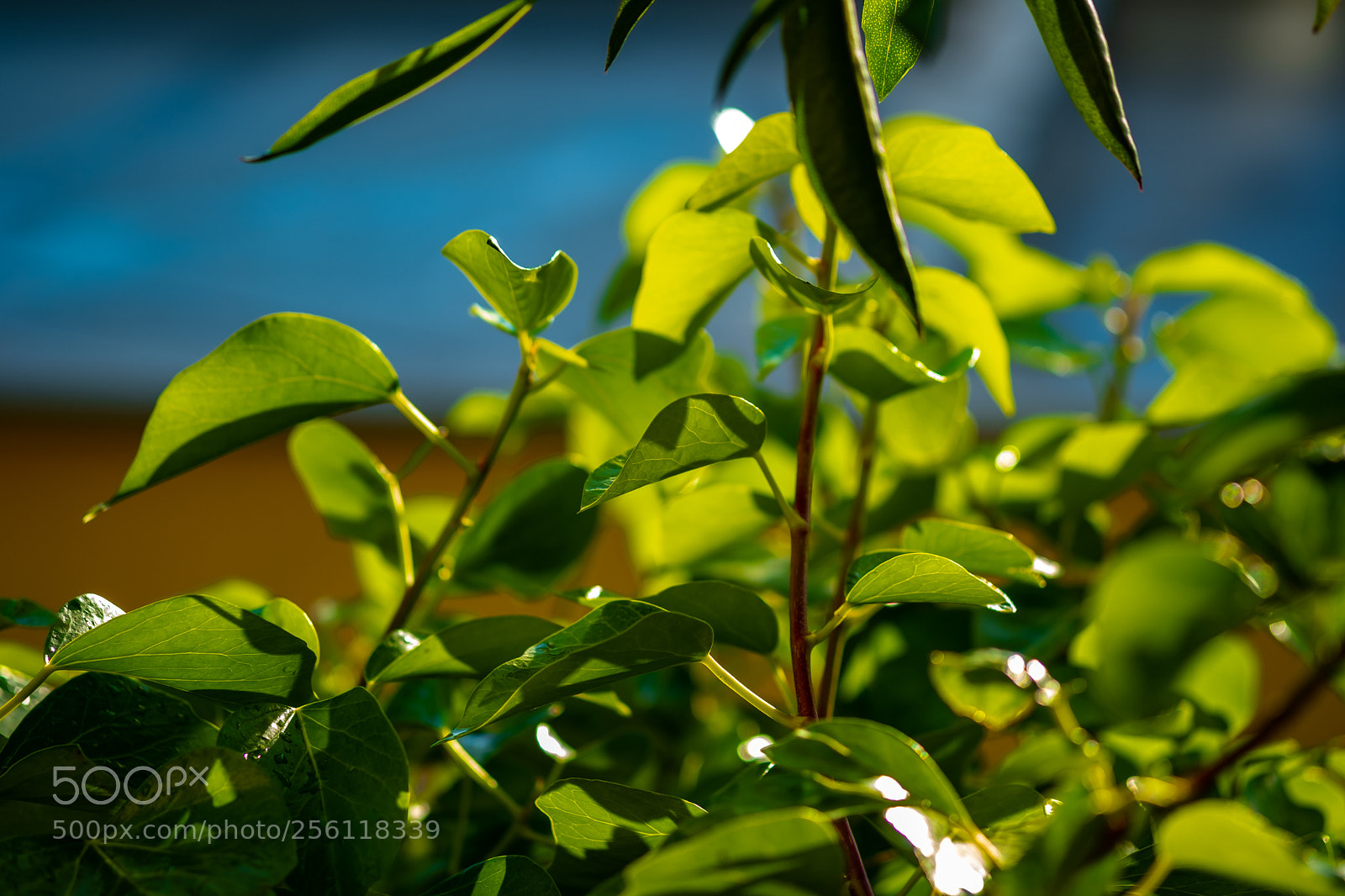 Fujifilm X-T2 sample photo. Hojas bellisimas photography