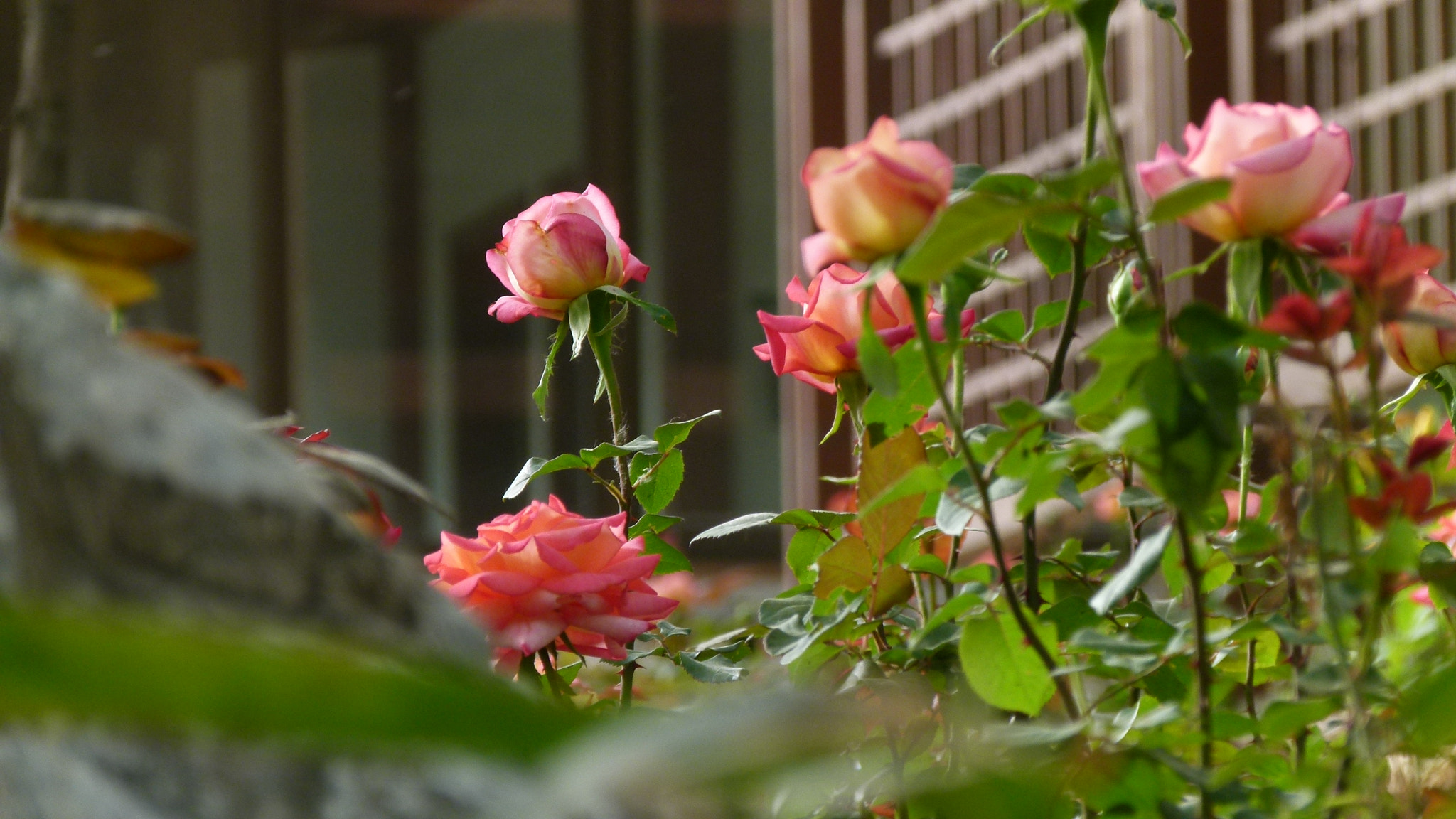 Leica V-Lux 2 sample photo