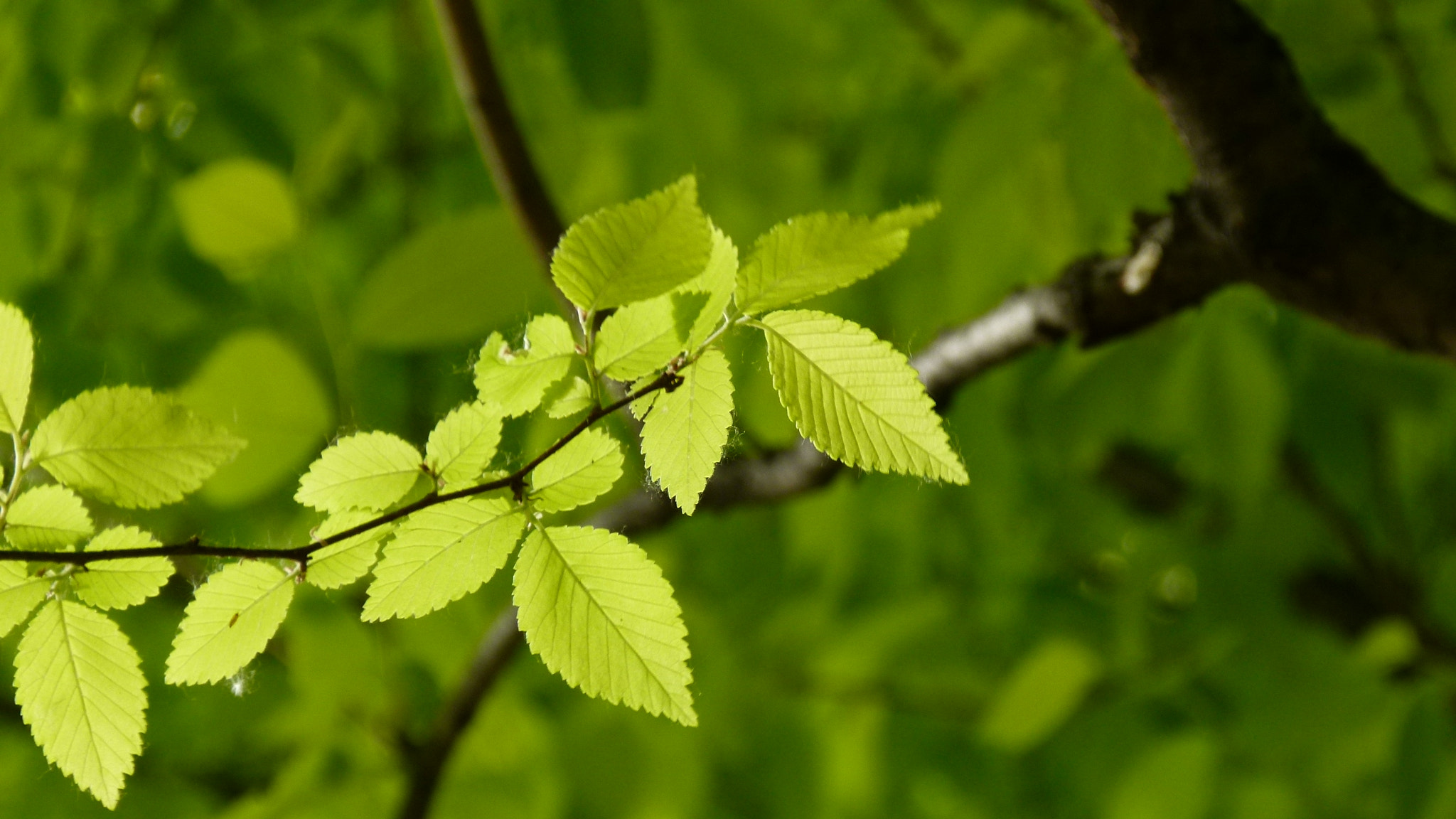 Leica V-Lux 2 sample photo