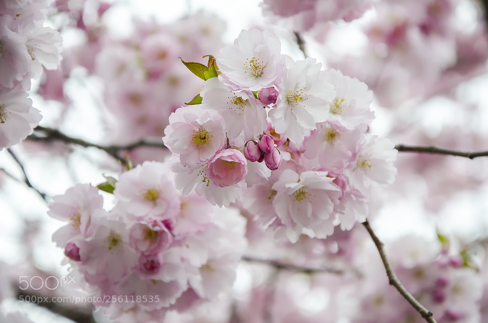 Nikon D5100 sample photo. Kungstr dg rden photography