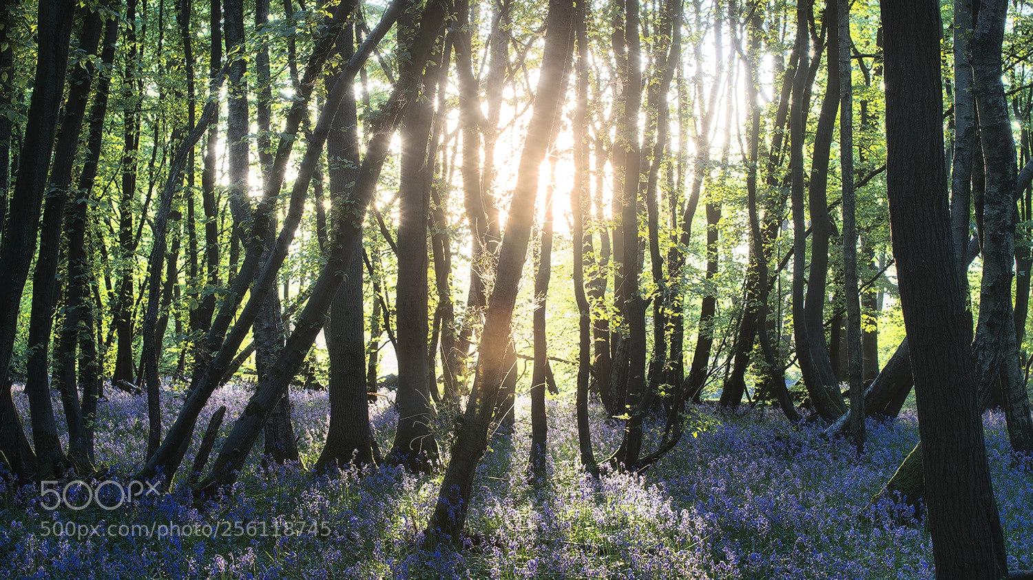 Sony a7R II sample photo. Bluebells photography