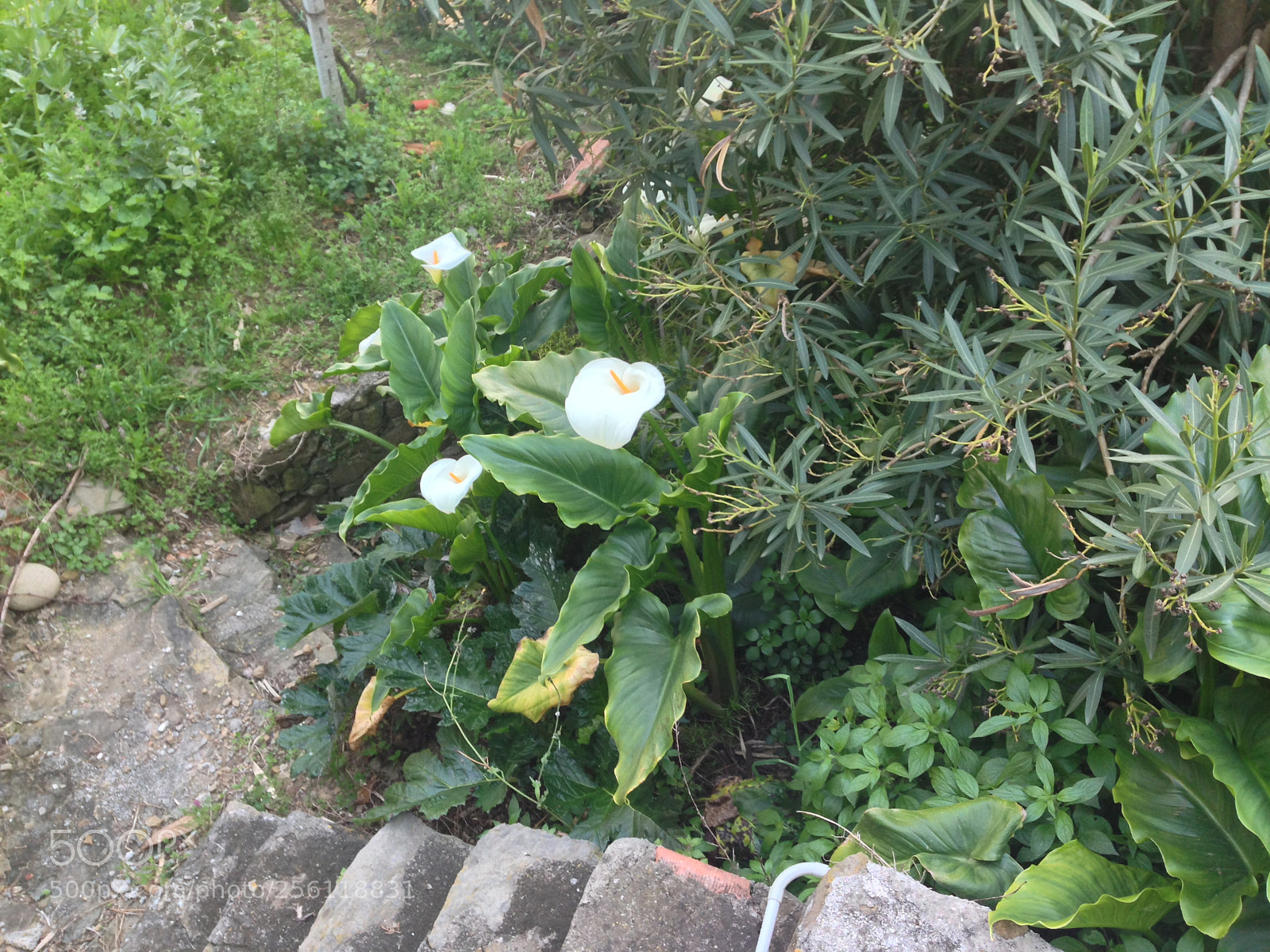 Apple iPhone 5 sample photo. Img photography
