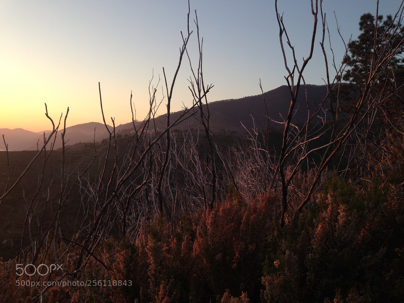 Apple iPhone 5 sample photo. Img photography