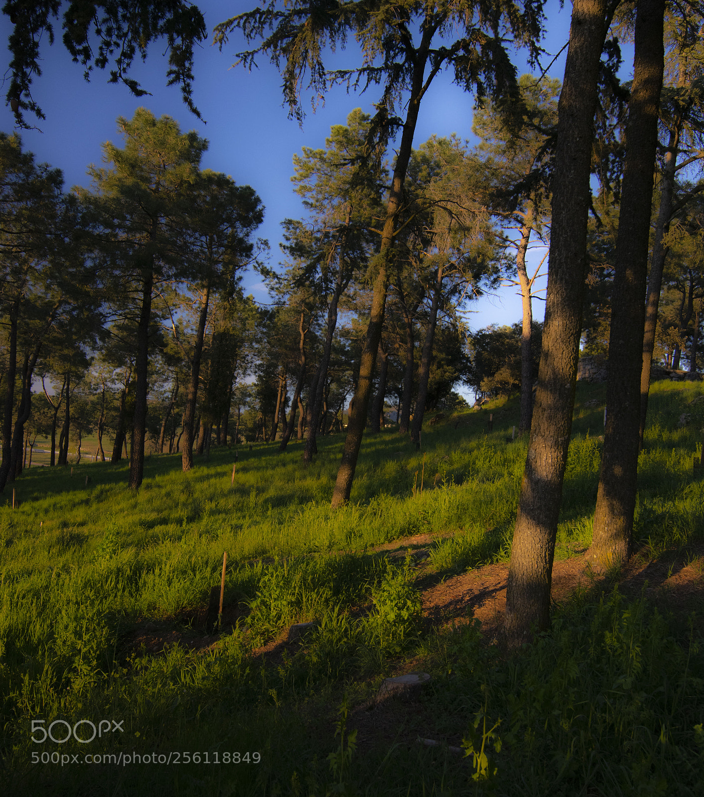 Nikon D3300 sample photo. Forest photography