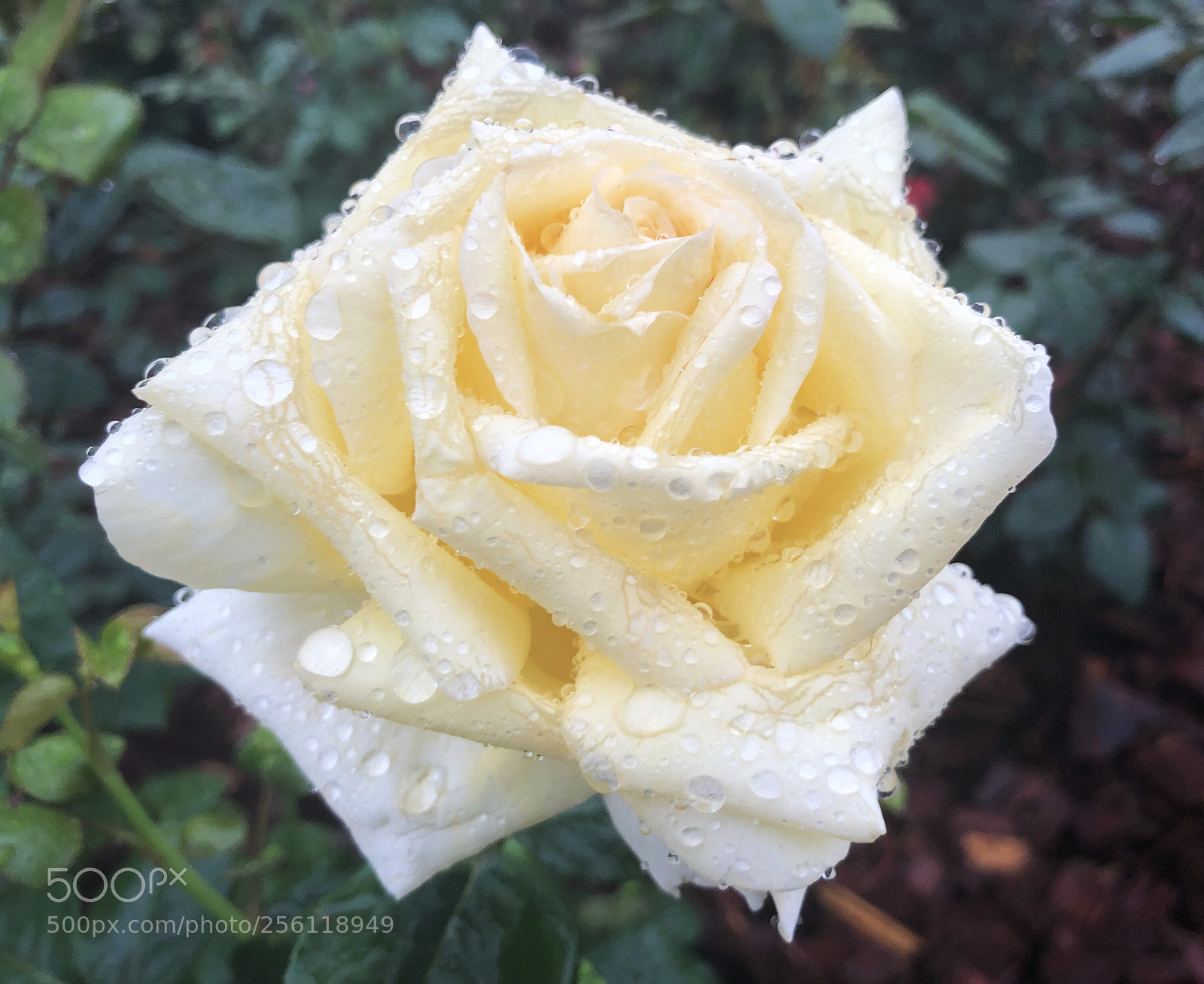 Apple iPhone X sample photo. Untitled photography