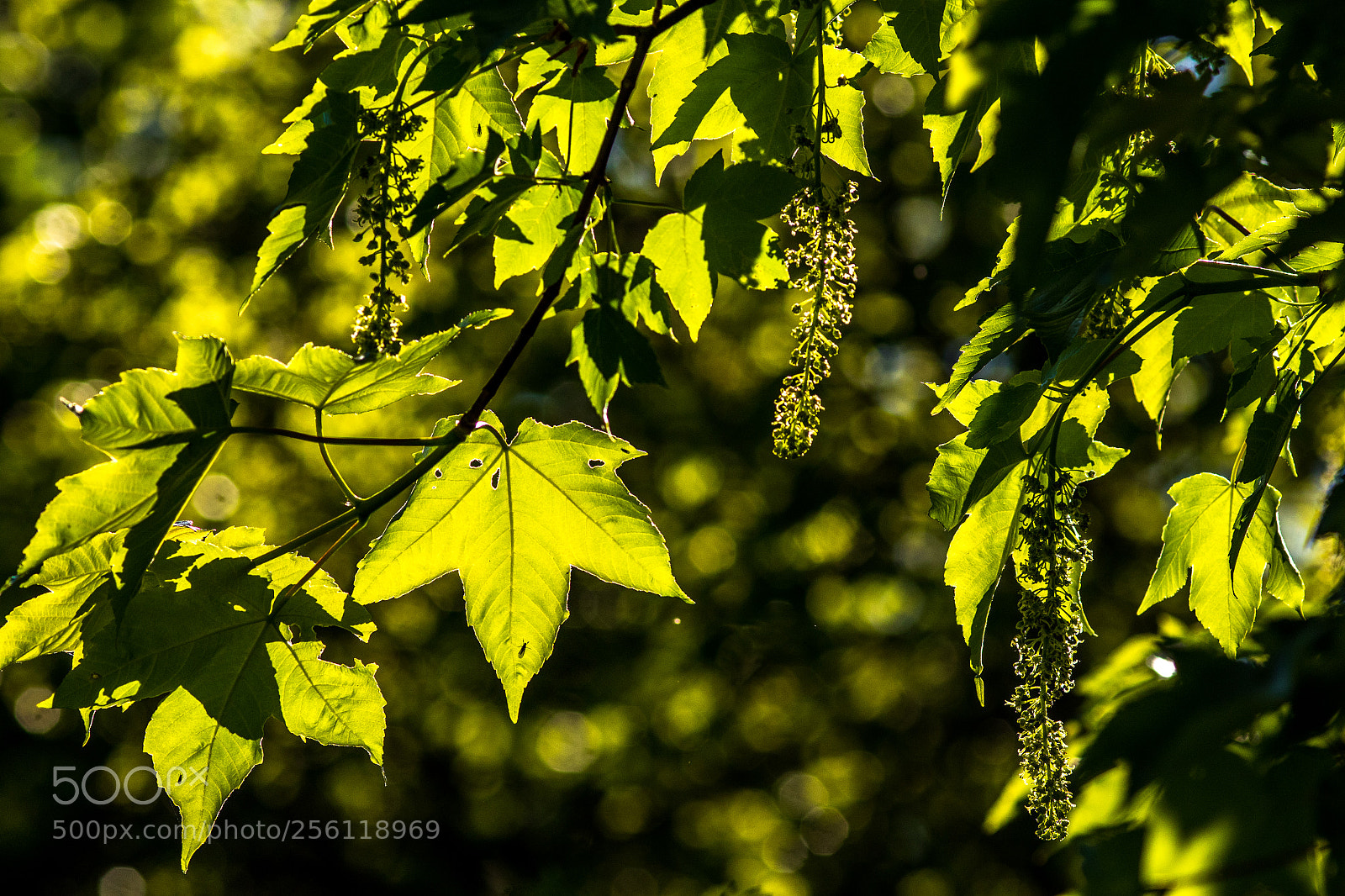 Canon EOS 7D Mark II sample photo. Bl tter gegen die photography