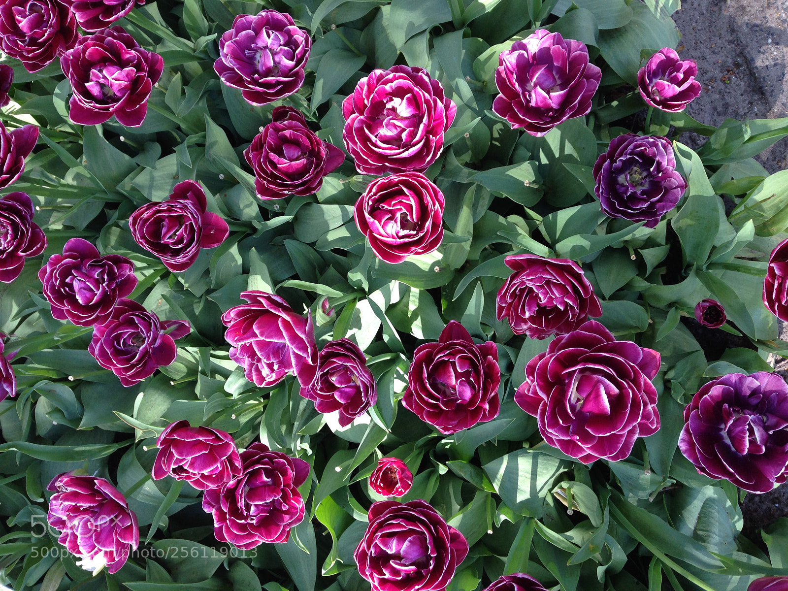 Apple iPhone 5 sample photo. Img photography