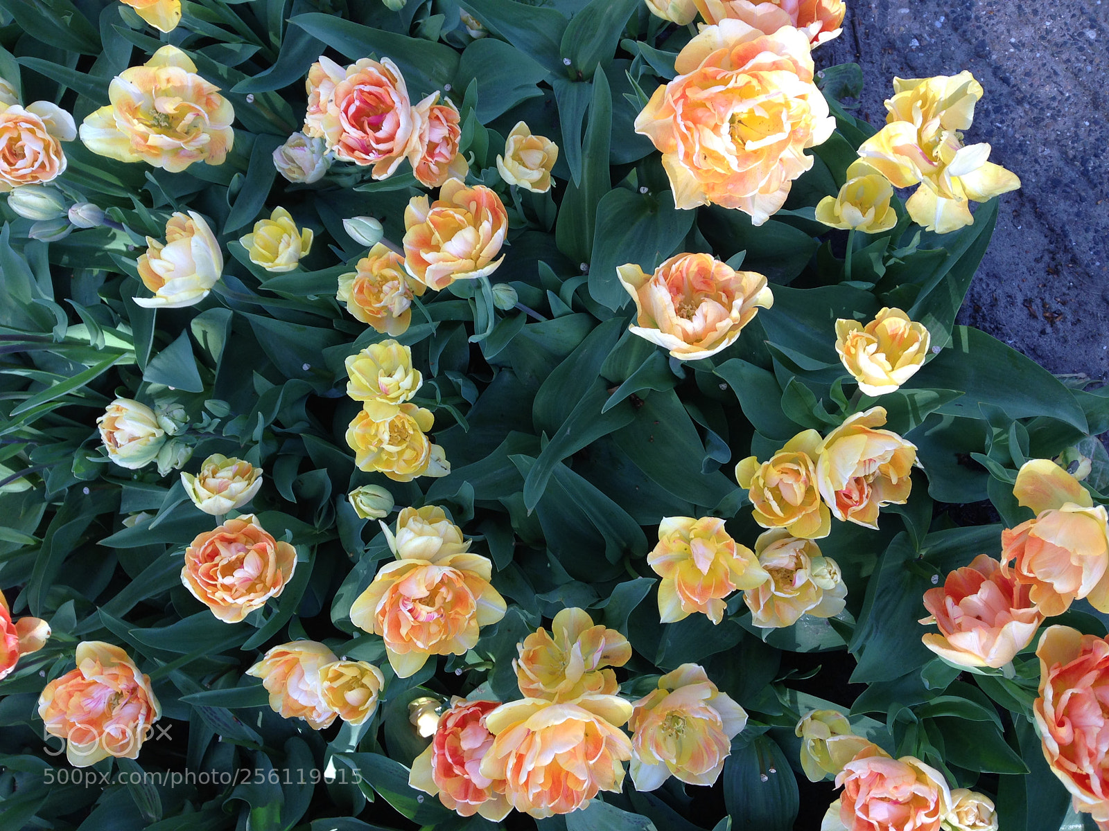 Apple iPhone 5 sample photo. Img photography