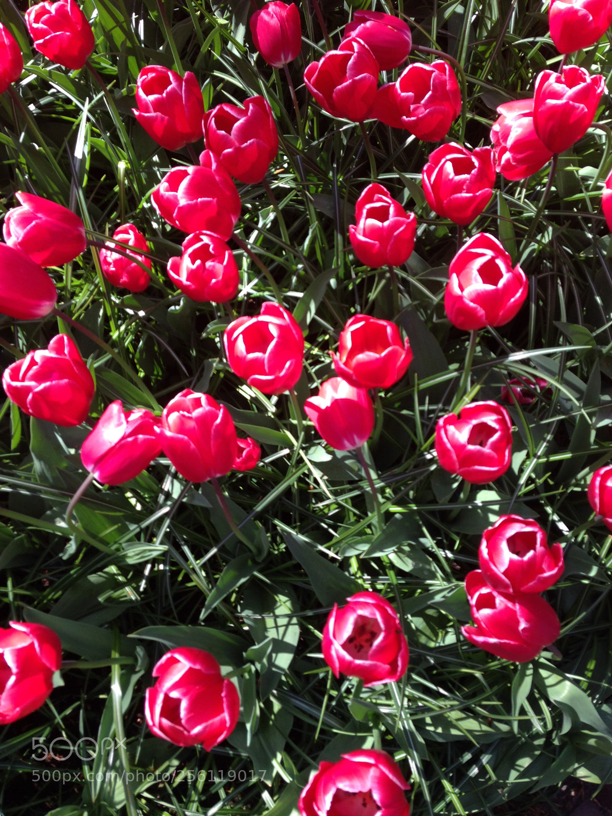 Apple iPhone 5 sample photo. Img photography