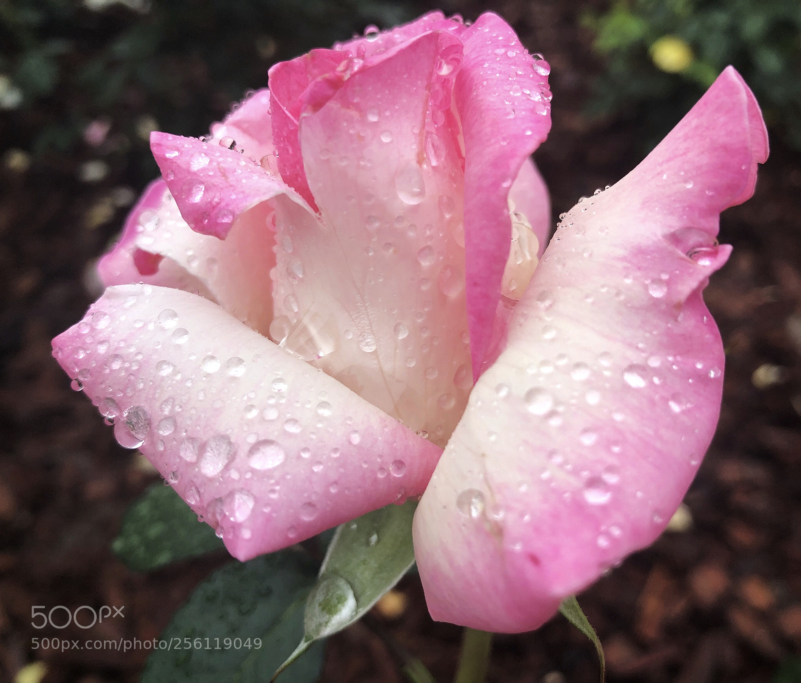 Apple iPhone X sample photo. Untitled photography
