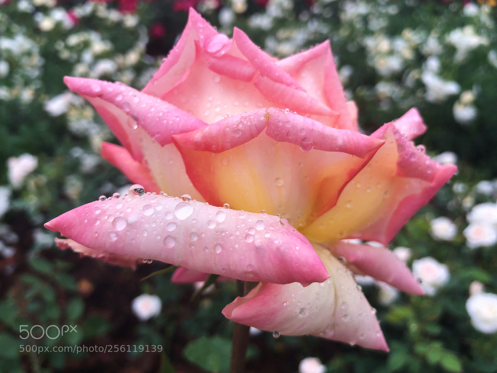Apple iPhone X sample photo. Untitled photography