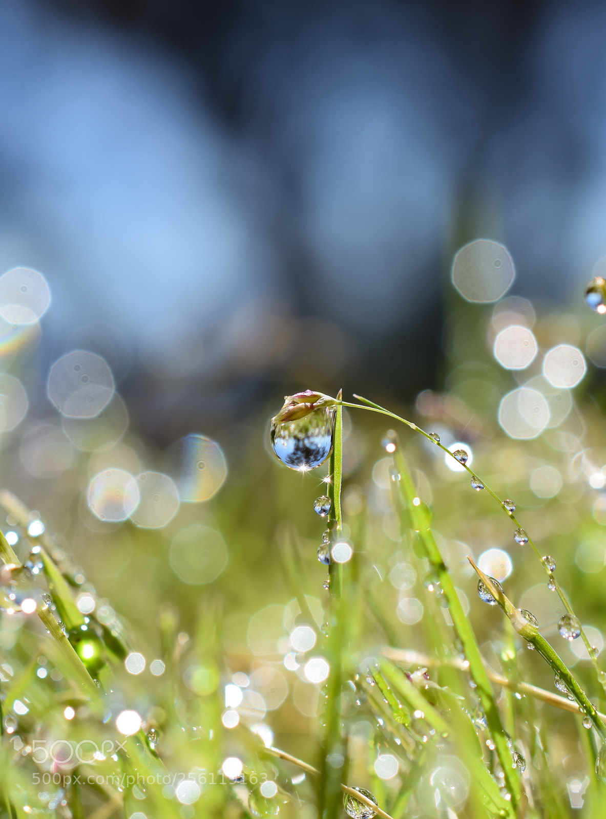 Nikon D3300 sample photo. Drippy grass.  photography