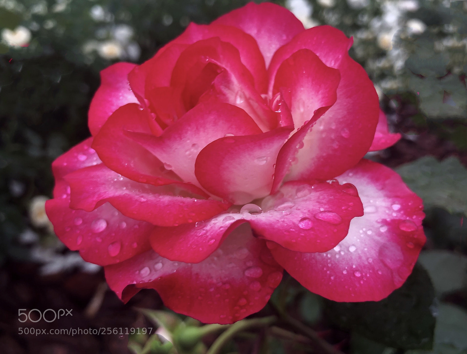 Apple iPhone X sample photo. Untitled photography