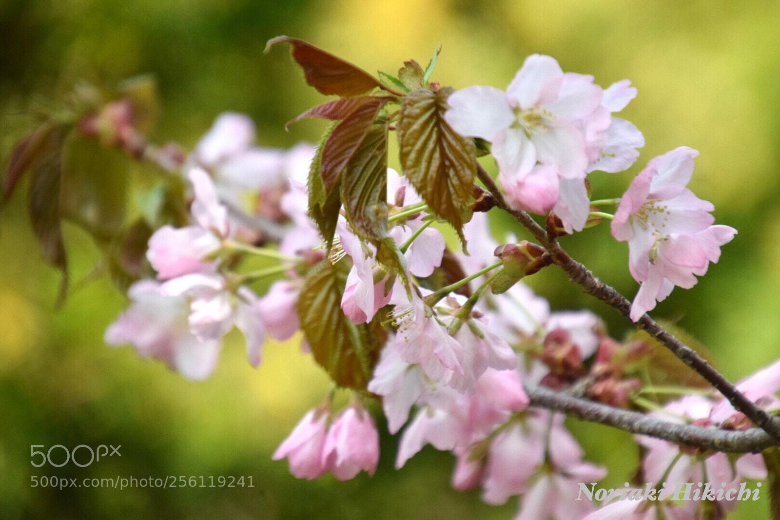Nikon D5300 sample photo. Untitled photography