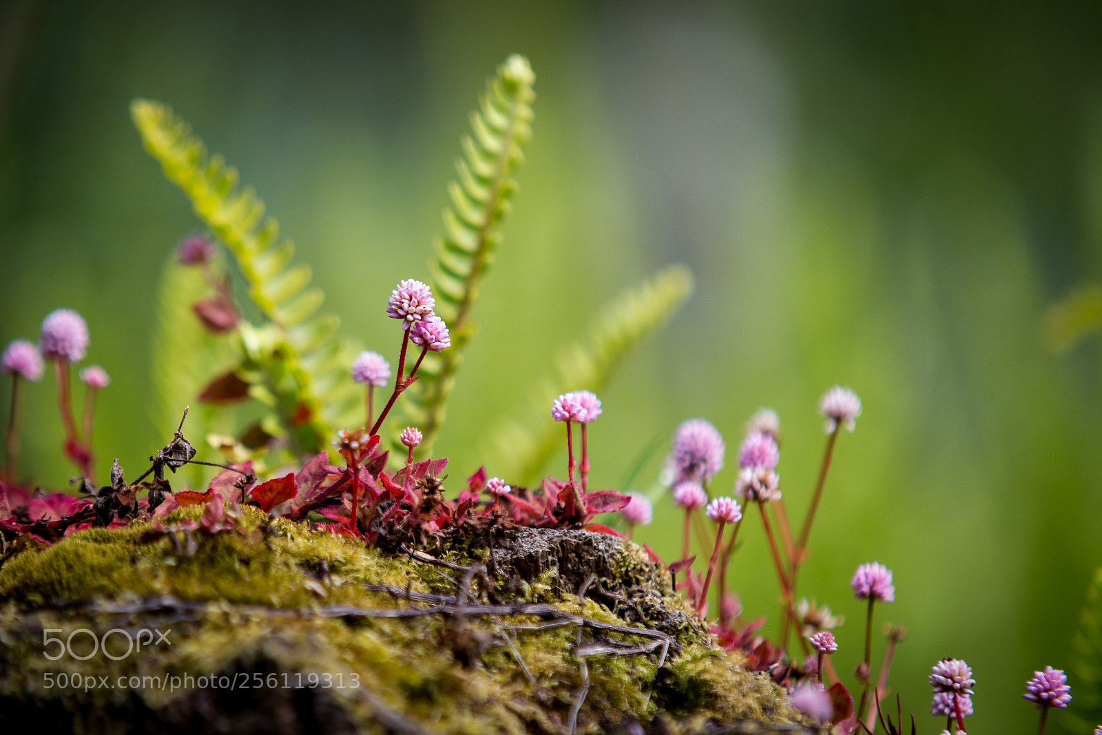 Nikon D610 sample photo. Nature #3 photography