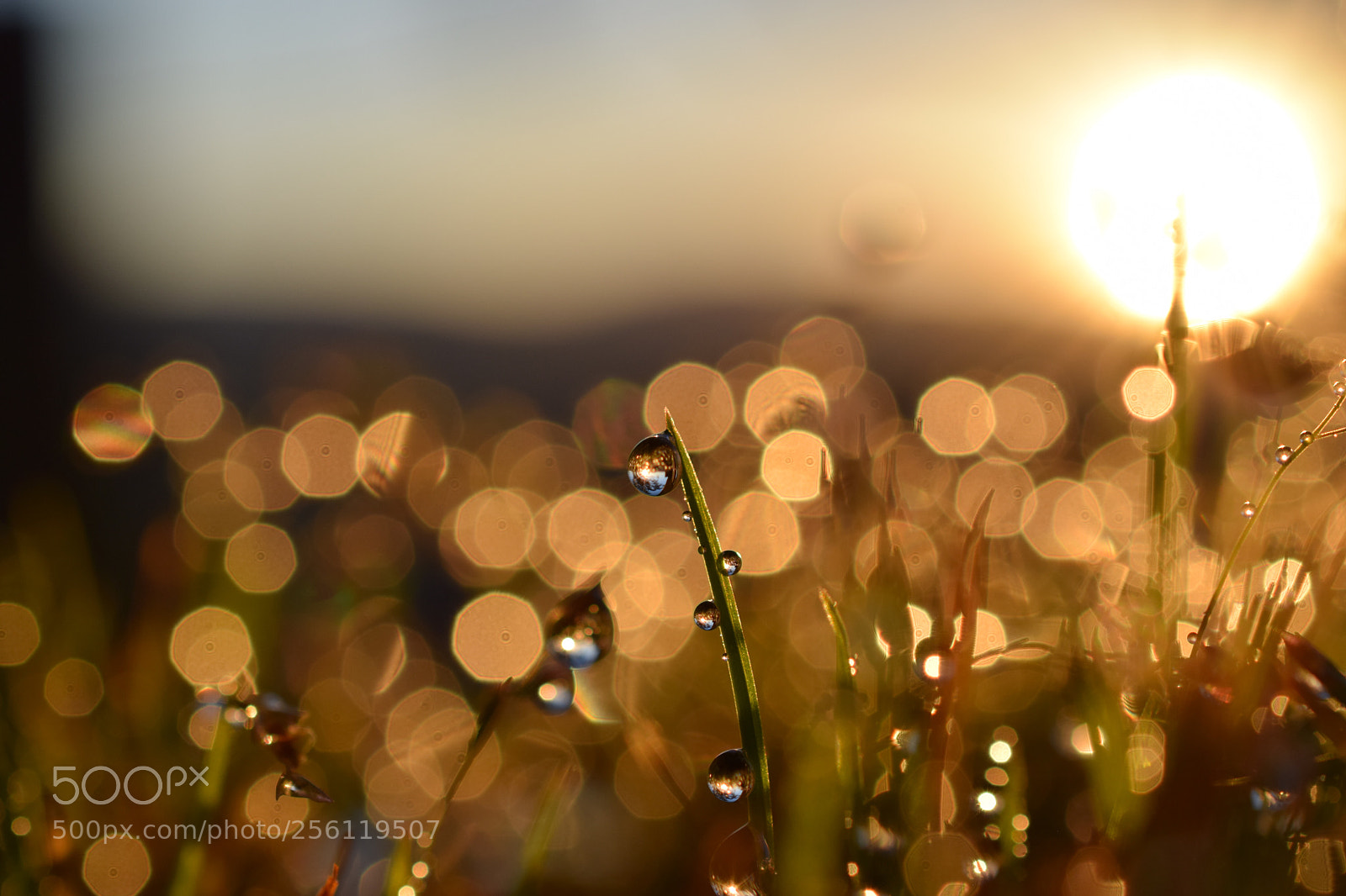 Nikon D3300 sample photo. Bokeh bliss photography