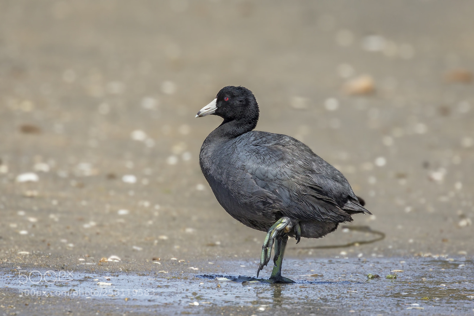 Canon EOS 5D Mark IV sample photo. Americancoot photography
