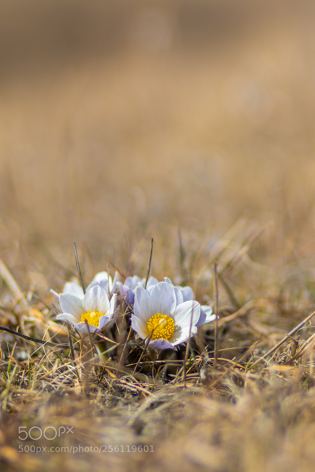 Canon EOS 70D sample photo. Img photography