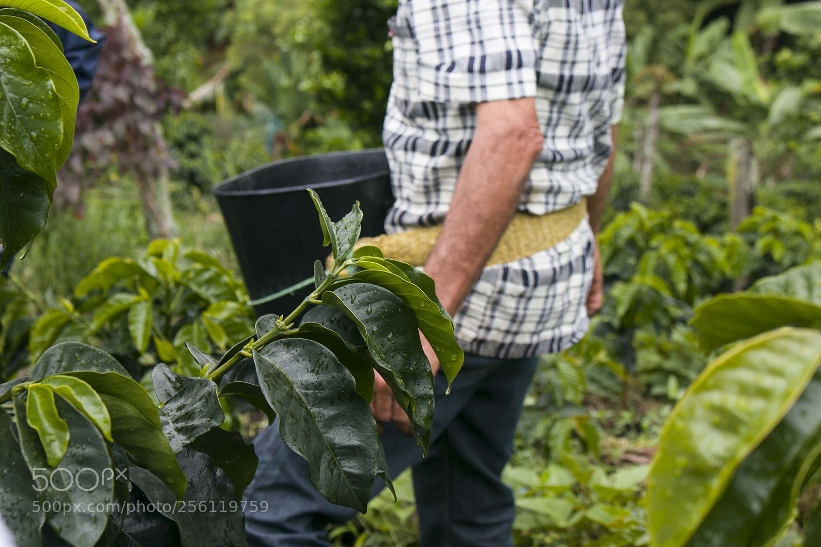 Canon EOS 70D sample photo. El recolector photography