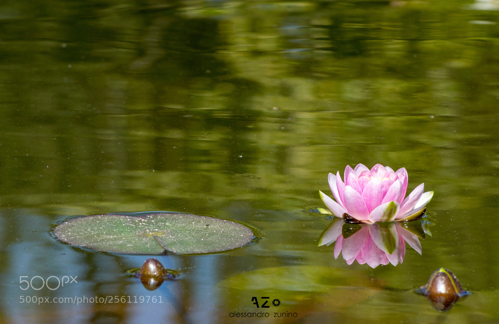 Nikon D3300 sample photo. Natura photography