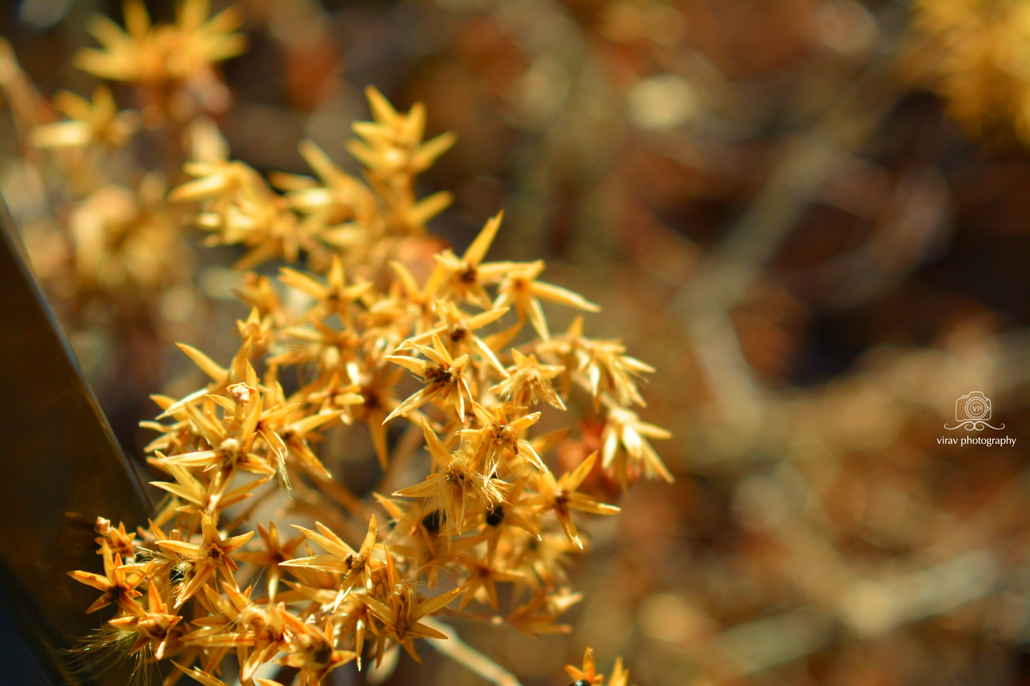 Nikon D7100 sample photo. Lake tahoe photography