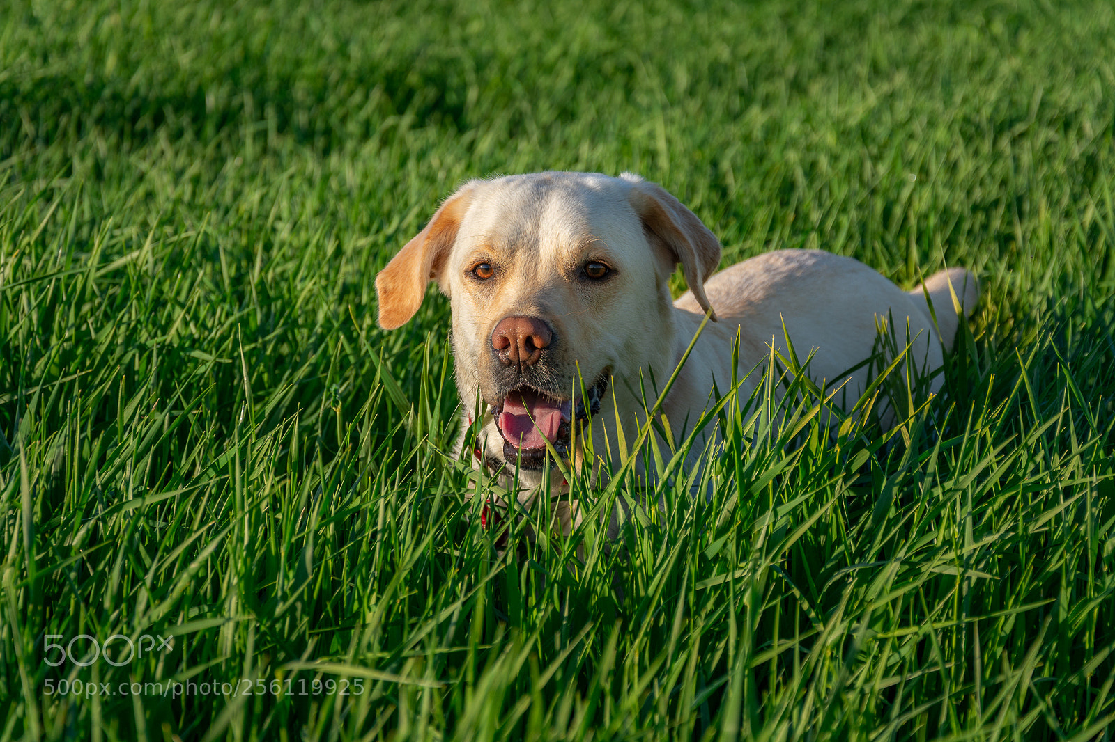 Nikon D7100 sample photo. Green photography