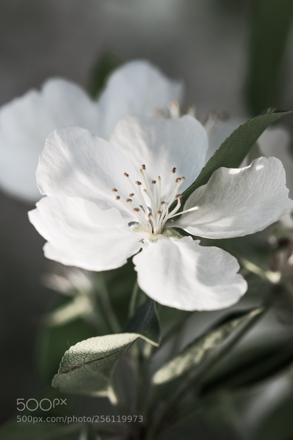Canon EOS 70D sample photo. Blossom photography