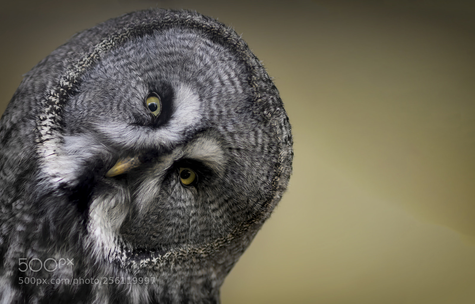 Nikon D7500 sample photo. Owl photography