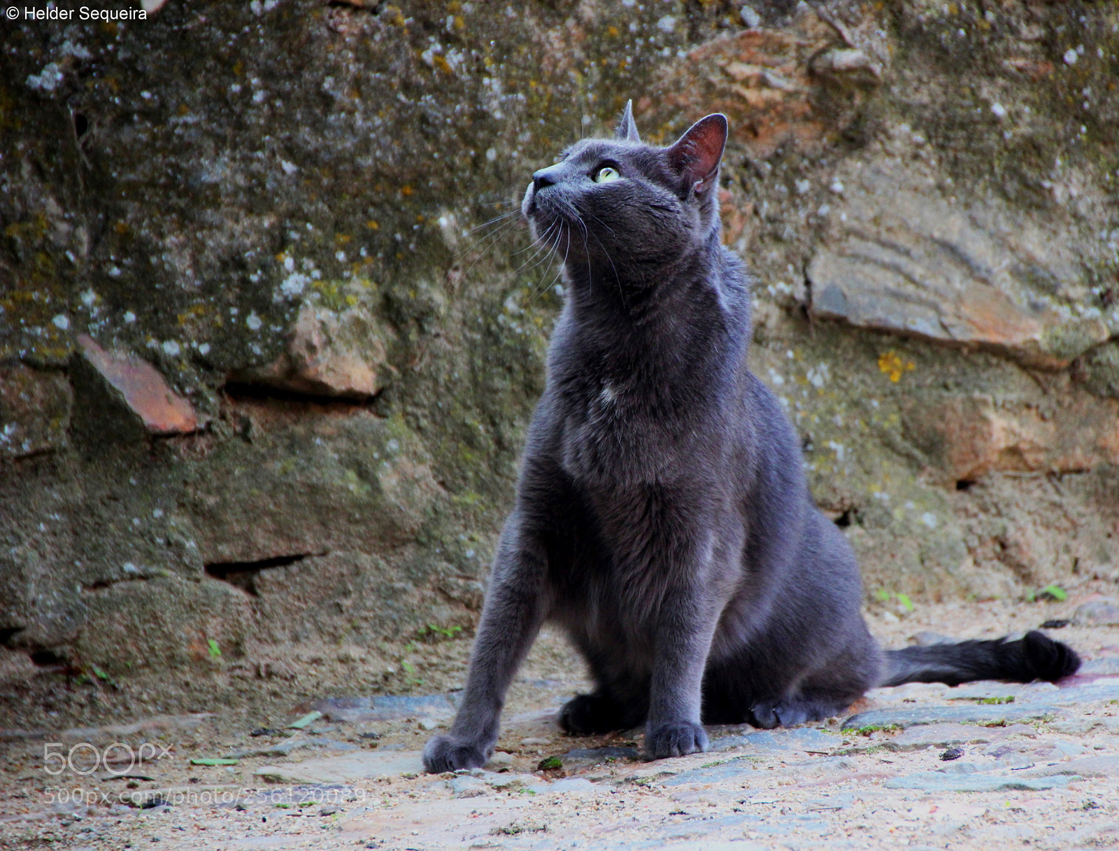 Canon EOS 550D (EOS Rebel T2i / EOS Kiss X4) sample photo. Cat photography