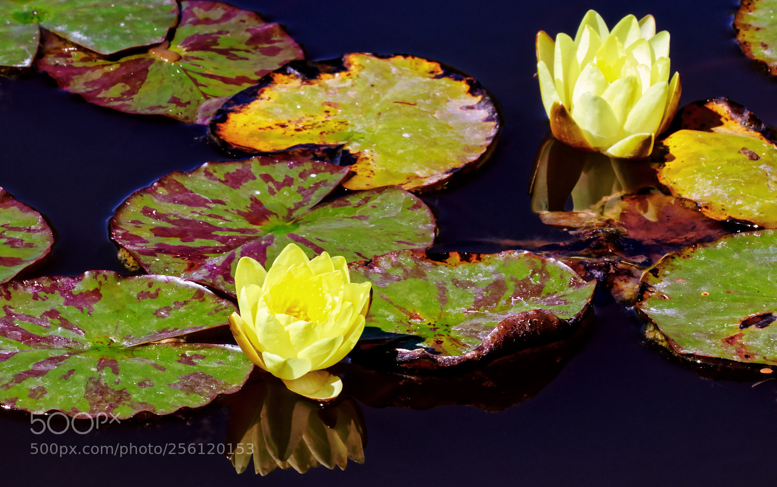 Canon EOS 80D sample photo. Flor de loto photography