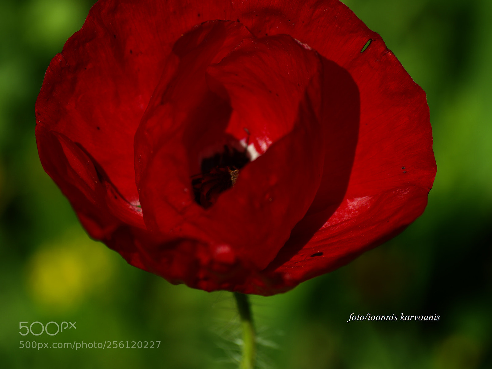 Olympus E-520 (EVOLT E-520) sample photo. Poppy *** photography