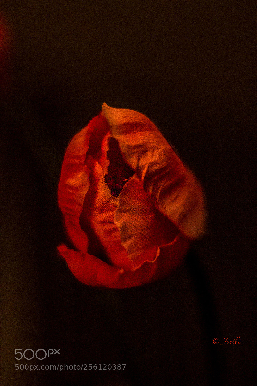 Canon EOS 700D (EOS Rebel T5i / EOS Kiss X7i) sample photo. Red tulip photography