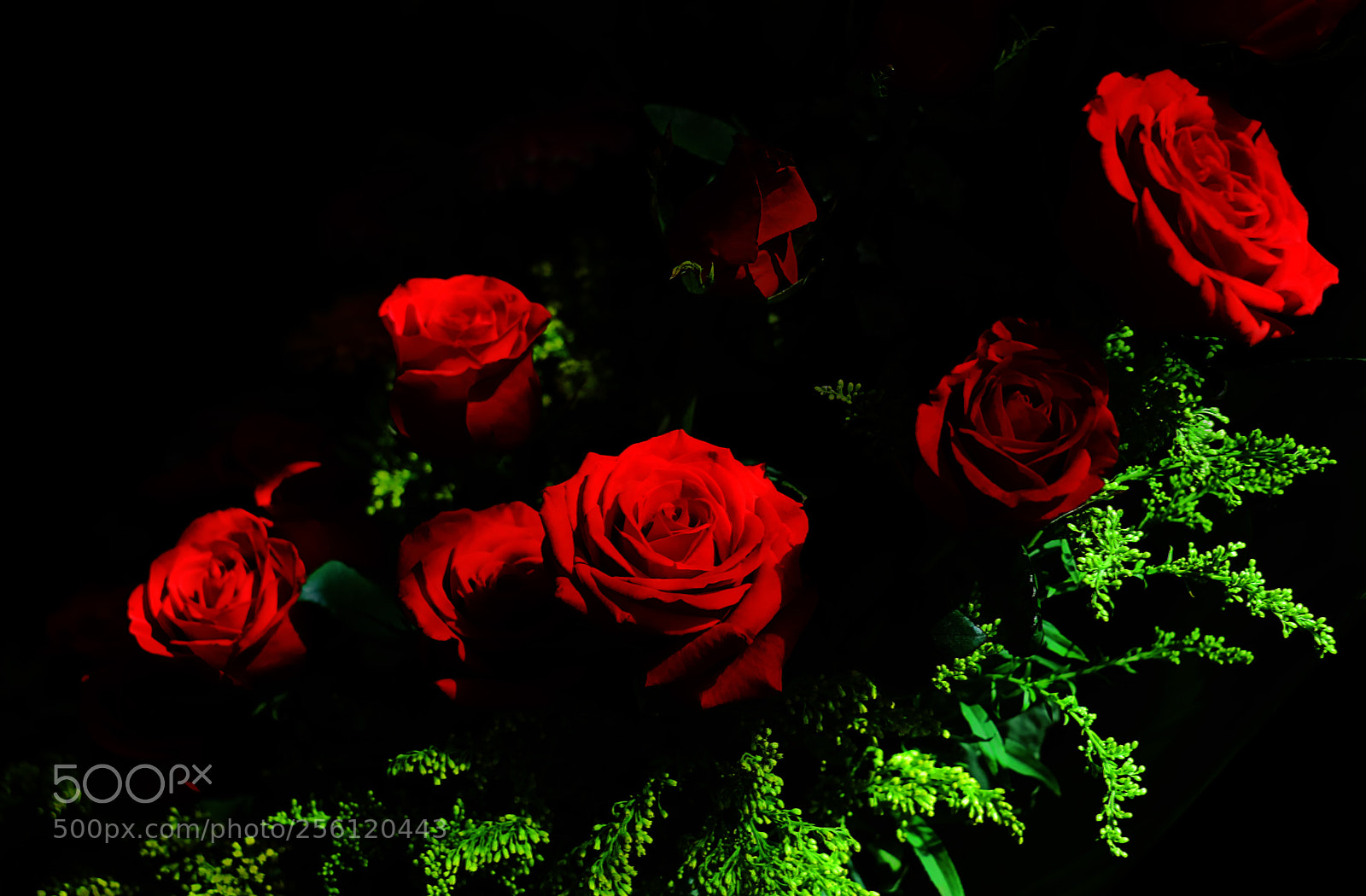 Canon EOS 80D sample photo. Rosas photography