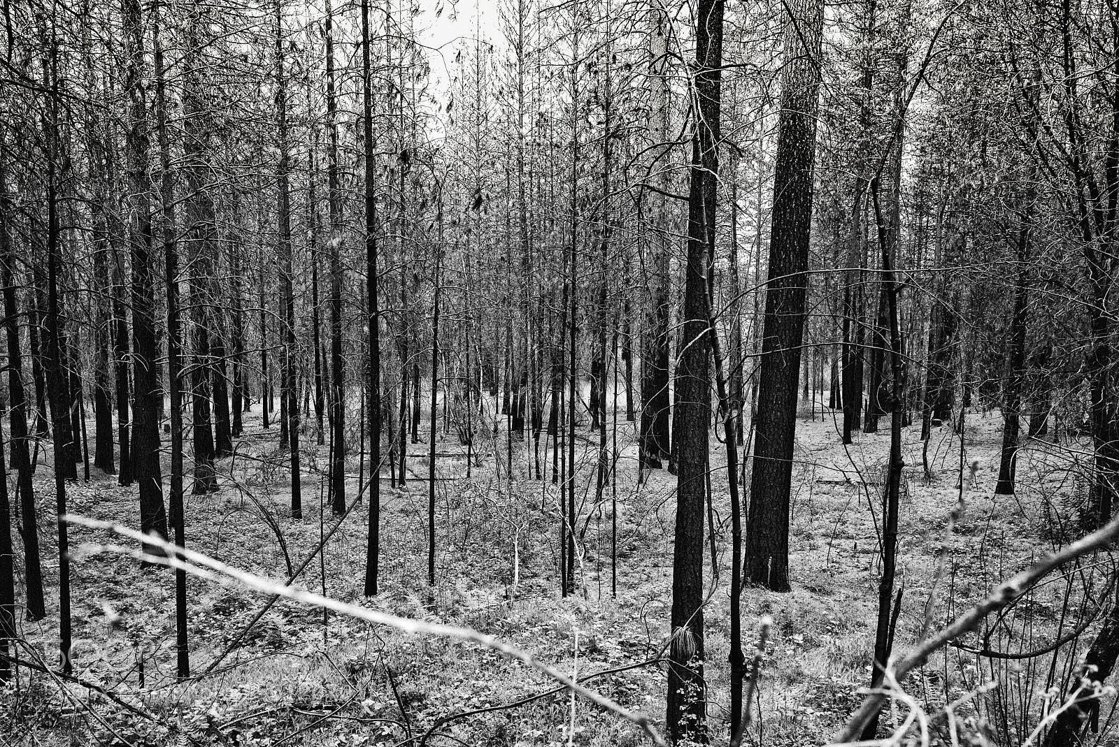 Leica M (Typ 240) sample photo. Burned forest on toxic photography