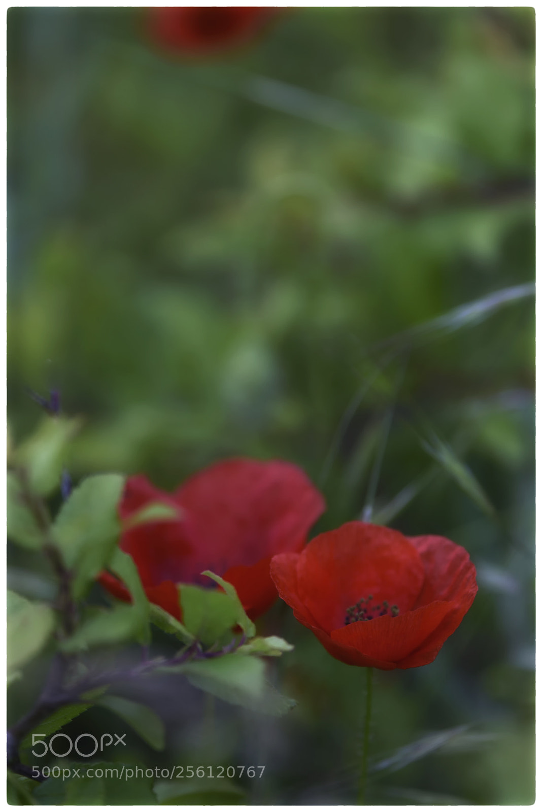 Nikon D750 sample photo. Untitled photography