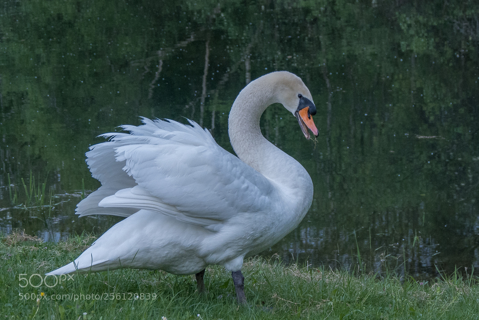 Panasonic DMC-G70 sample photo. White swan photography