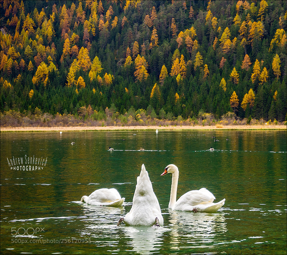 Olympus PEN E-PL5 sample photo. ~ swan trio ~ photography