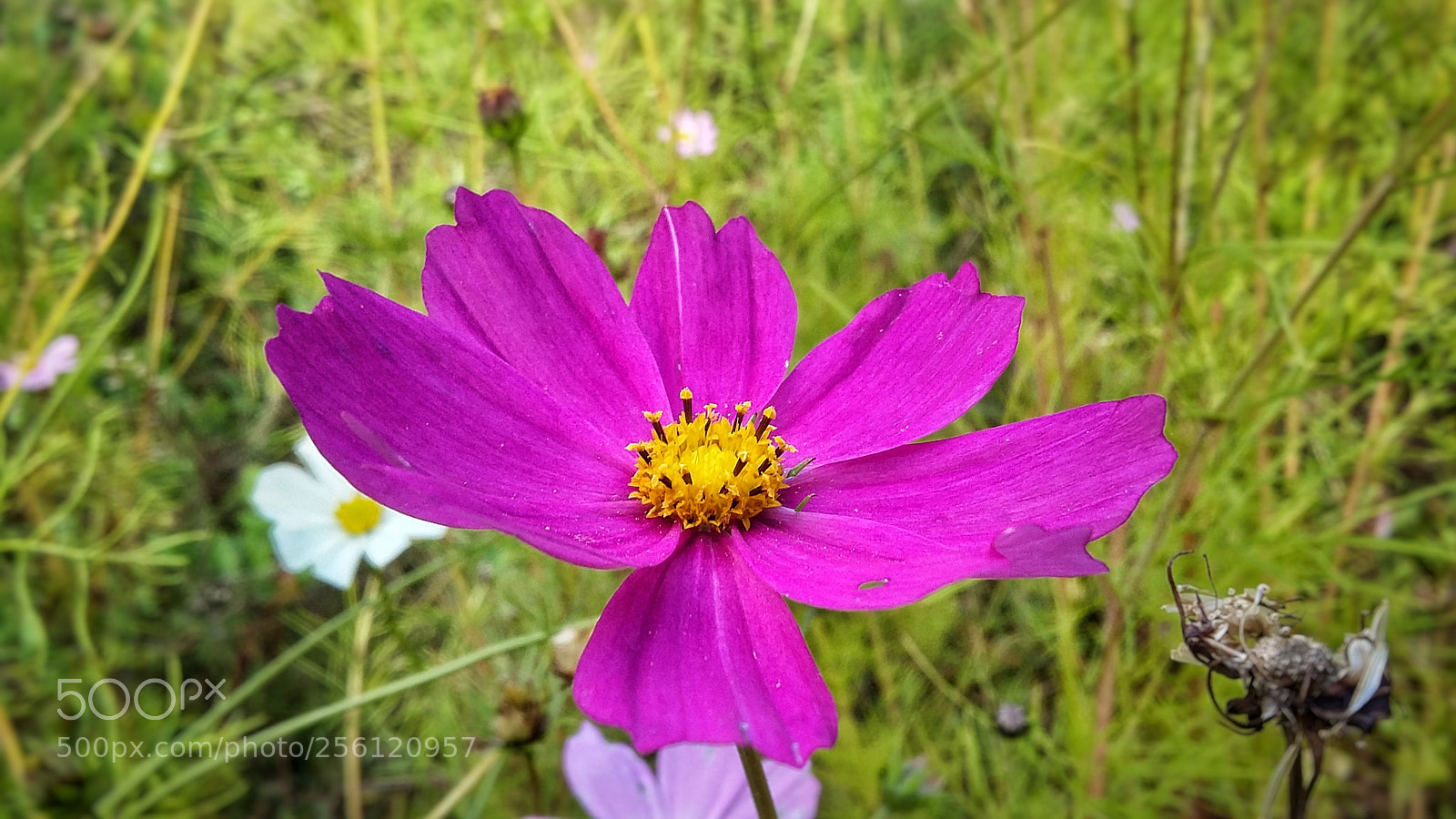 Samsung Galaxy Grand Prime sample photo. Growing photography