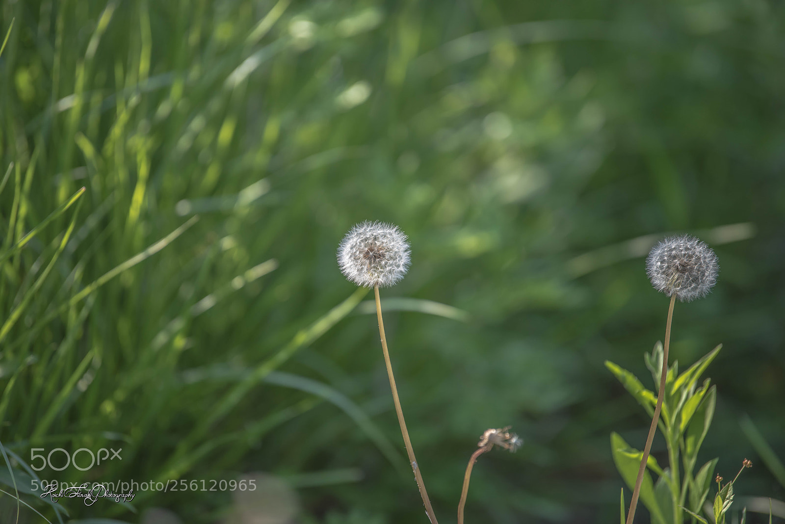 Nikon D810 sample photo. Dandelion's fluff photography